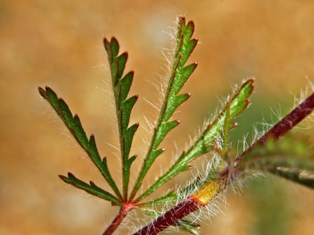 Potentilla hirta